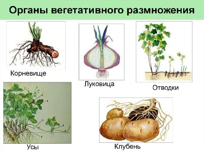 Вегетативное размножение растений