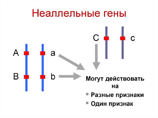 Взаимодействие между неаллельными генами