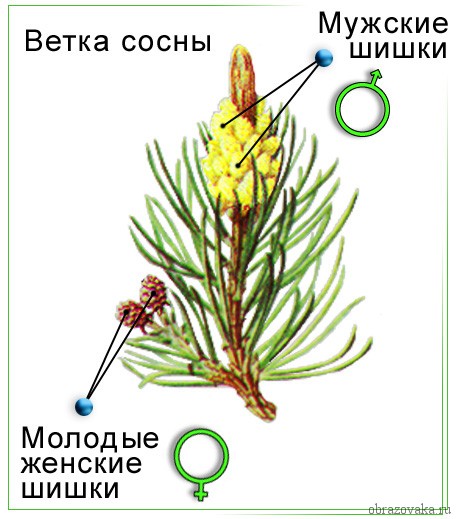Жизненный цикл голосеменных растений