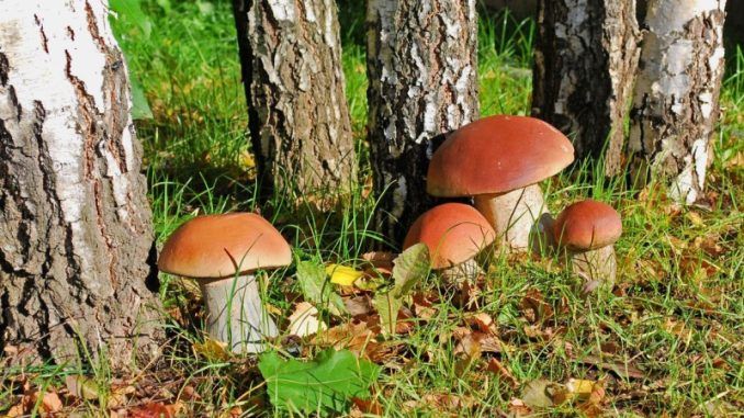 Значение грибов