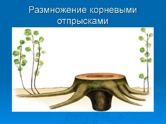 Значение вегетативного размножения растений в природе