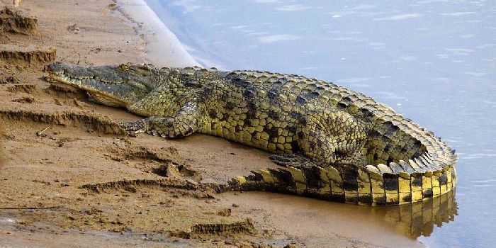 Аллигатор и крокодил: чем отличаются?