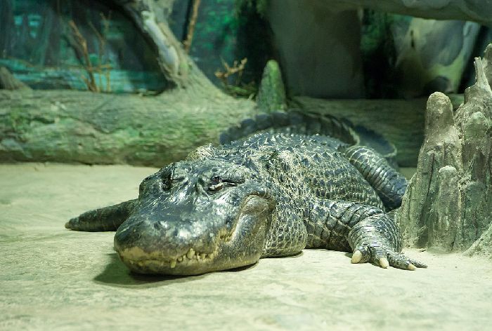 Аллигатор и крокодил: чем отличаются?