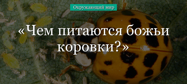 Чем питаются божьи коровки?