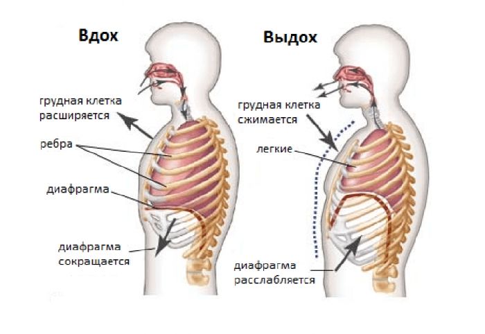 Дыхательная система человека