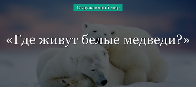 Где живут белые медведи?