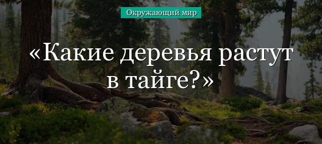 Какие деревья растут в тайге?