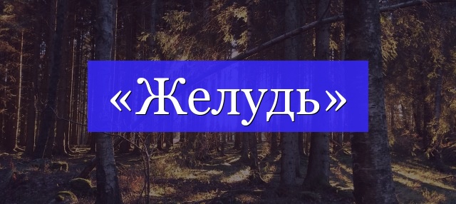 Корень слова «желудь»