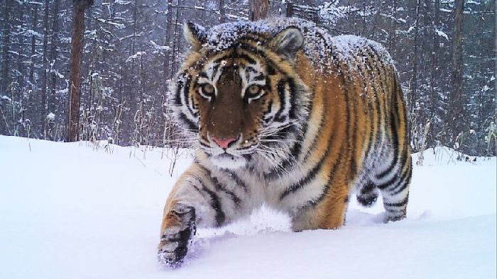 Красная книга: Амурский тигр