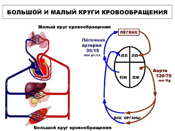 Кровеносная система человека