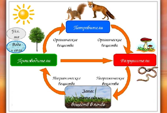 Круговорот веществ в природе