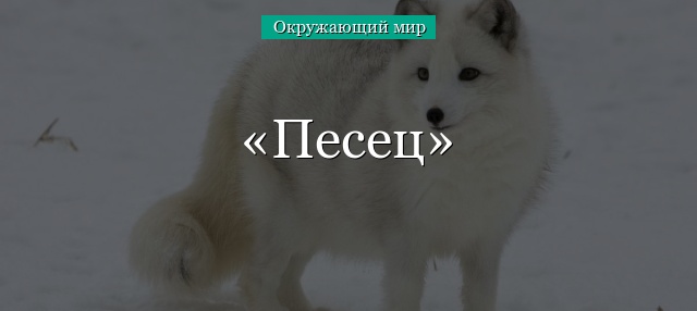 Песец