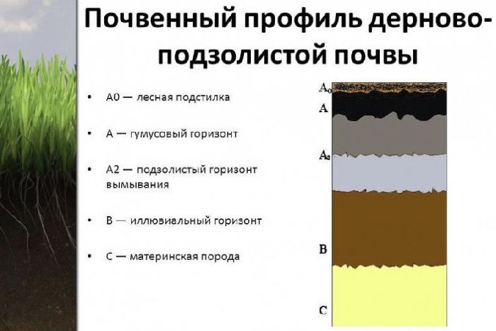 Почвы смешанных и широколиственных лесов