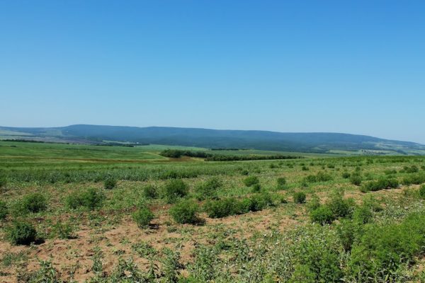 Природная зона Ставропольского края