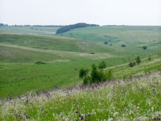 Природная зона Воронежской области