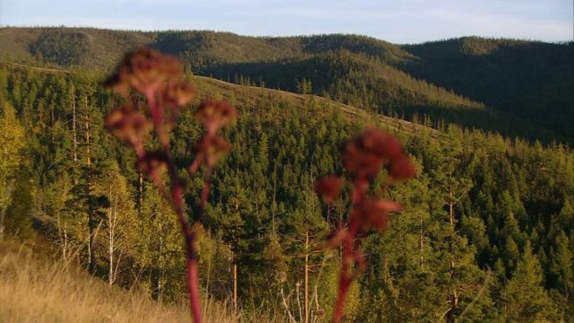 Природные зоны Челябинской области