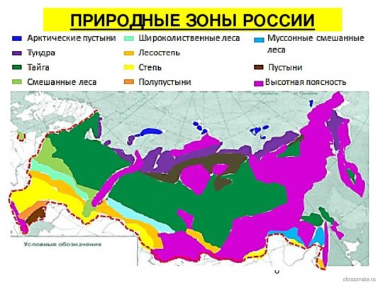 Природные зоны России (4 класс)