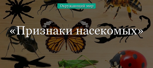 Признаки насекомых