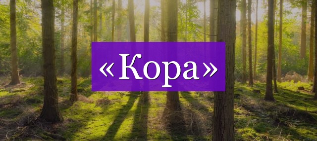 Проверочное слово к слову «кора»