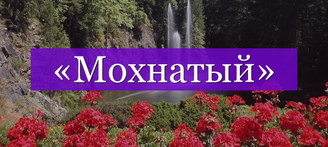 Проверочное слово к слову «мохнатый»