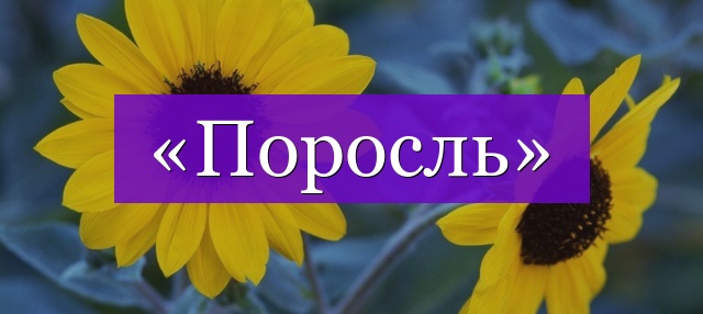 Проверочное слово к слову «поросль»