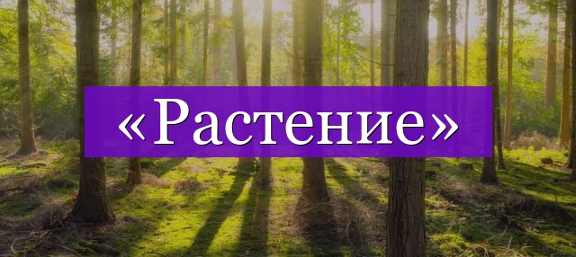 Проверочное слово к слову «растение»