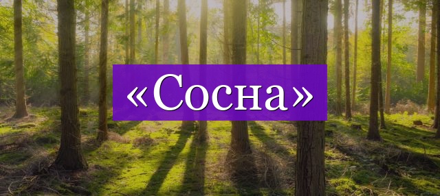 Проверочное слово к слову «сосна»