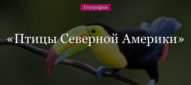 Птицы Северной Америки