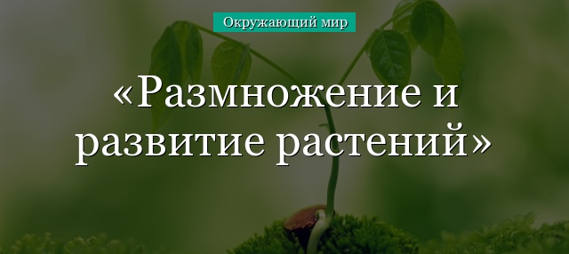 Размножение и развитие растений