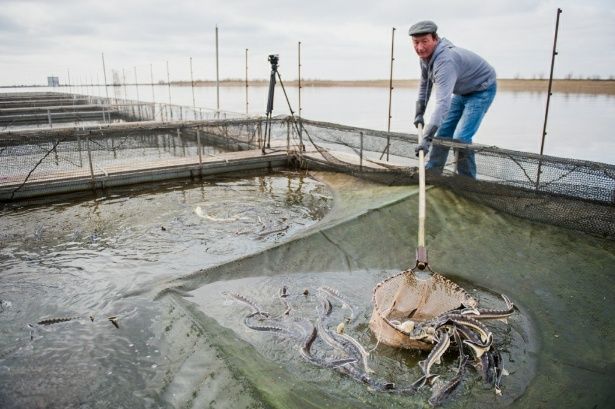 Рыбное хозяйство