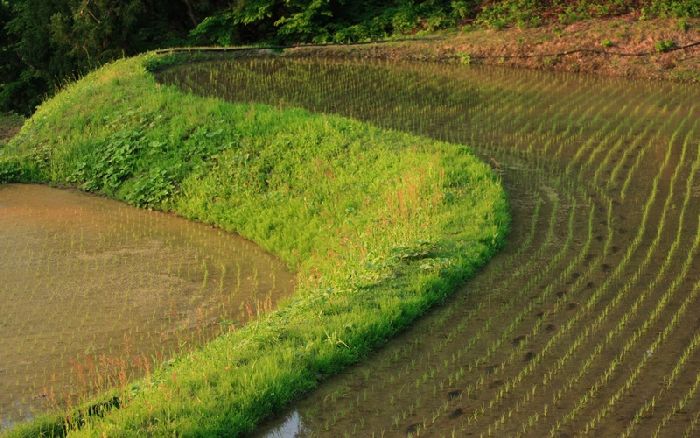 Сельское хозяйство Японии