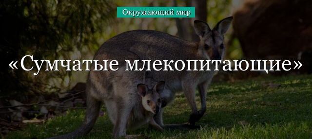 Сумчатые млекопитающие