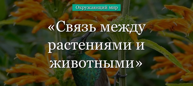 Связь между растениями и животными