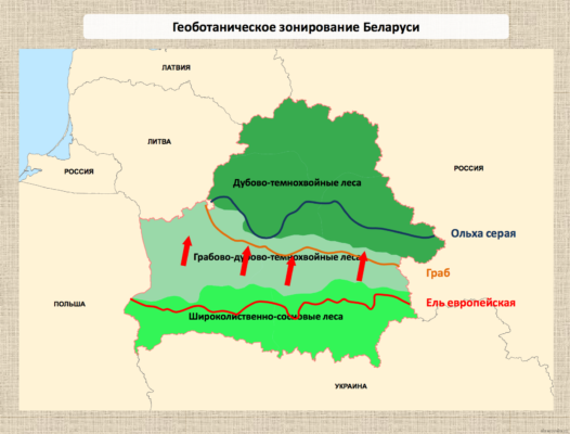 В какой природной зоне расположена Беларусь