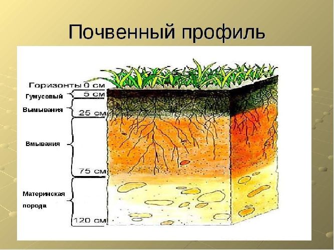 Виды почв