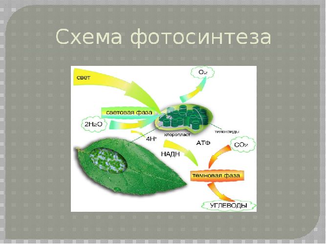 Воздействия организмов на атмосферу, гидросферу, литосферу