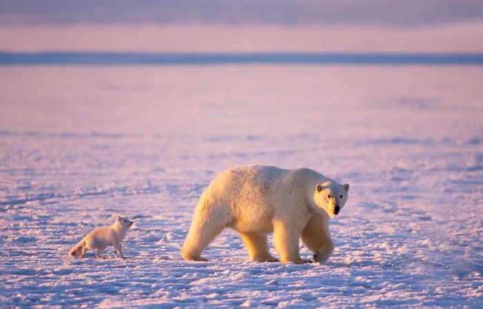 Животные и растения арктической зоны