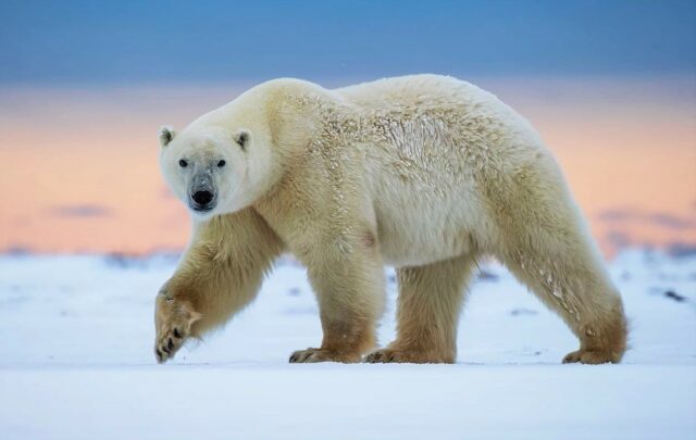 Животные Северного Ледовитого океана