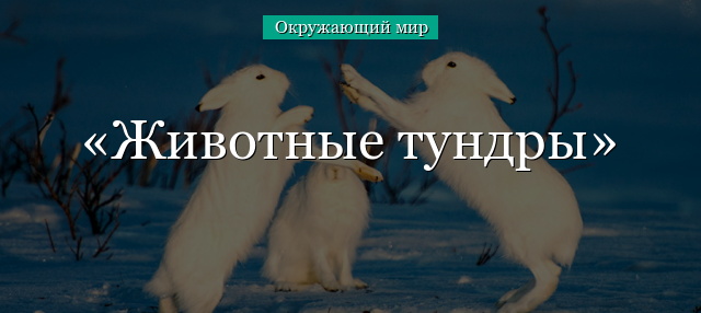 Животные тундры